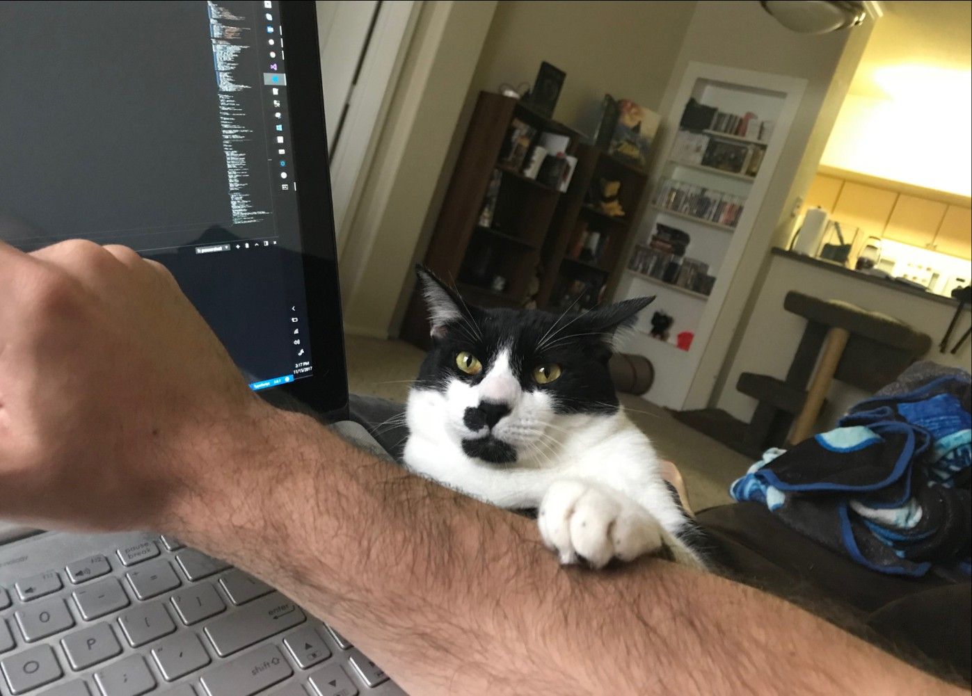 My Human Writes Code: A Cat's Perspective